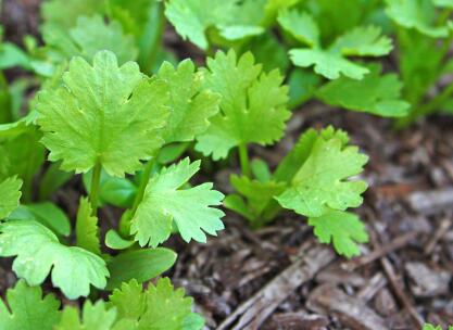 植物葉面積測定儀怎么去維護？