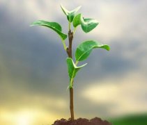 植物葉綠素檢測儀為農(nóng)業(yè)“節(jié)本增效”賦能