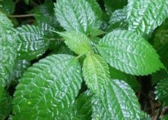 植物葉面積儀“精細化農(nóng)業(yè)”中的作用！