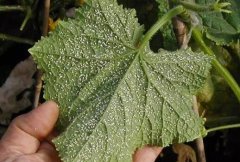 農業(yè)科研工作需要葉綠素測定儀