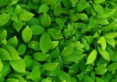 葉綠素測(cè)定儀對(duì)作物成長起著重要作用